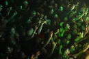 ScHoolboy Q @ House of Blues NOLA